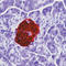 Insulin antibody, LS-C87470, Lifespan Biosciences, Immunohistochemistry paraffin image 