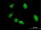 Fli-1 Proto-Oncogene, ETS Transcription Factor antibody, H00002313-M05, Novus Biologicals, Immunocytochemistry image 