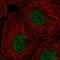 Replication Protein A1 antibody, NBP2-55485, Novus Biologicals, Immunofluorescence image 