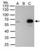 PBX/Knotted 1 Homeobox 1 antibody, GTX114991, GeneTex, Immunoprecipitation image 