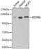 DExD/H-Box Helicase 58 antibody, STJ23363, St John