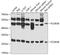 FcRIIIb antibody, A01177, Boster Biological Technology, Western Blot image 