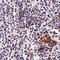SHOC2 Leucine Rich Repeat Scaffold Protein antibody, orb75216, Biorbyt, Immunohistochemistry paraffin image 