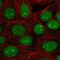 Chromosome 7 Open Reading Frame 50 antibody, PA5-62583, Invitrogen Antibodies, Immunofluorescence image 