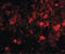 SLIK3 antibody, LS-C53254, Lifespan Biosciences, Immunofluorescence image 