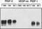 Placental Growth Factor antibody, ab9542, Abcam, Western Blot image 