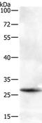 BTG Anti-Proliferation Factor 3 antibody, PA5-50203, Invitrogen Antibodies, Western Blot image 