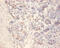 Islet Amyloid Polypeptide antibody, CSB-PA12224A0Rb, Cusabio, Immunohistochemistry paraffin image 