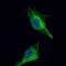 Oligodendrocyte Transcription Factor 2 antibody, NBP2-37636, Novus Biologicals, Immunofluorescence image 