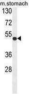 Fermitin Family Member 1 antibody, GTX80946, GeneTex, Western Blot image 