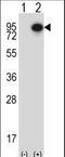 Cortactin antibody, LS-C167150, Lifespan Biosciences, Western Blot image 