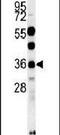OTU Domain Containing 6B antibody, PA5-25708, Invitrogen Antibodies, Western Blot image 
