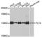 Fms Related Tyrosine Kinase 4 antibody, abx125129, Abbexa, Western Blot image 