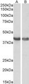 HAP1 antibody, 45-721, ProSci, Enzyme Linked Immunosorbent Assay image 