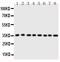 Annexin A3 antibody, PA1510, Boster Biological Technology, Western Blot image 
