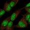 Zinc Finger Protein 280C antibody, PA5-62419, Invitrogen Antibodies, Immunofluorescence image 
