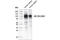 Solute Carrier Family 4 Member 1 (Diego Blood Group) antibody, 23276S, Cell Signaling Technology, Western Blot image 