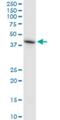 Heparan Sulfate 6-O-Sulfotransferase 1 antibody, H00009394-M05A, Novus Biologicals, Western Blot image 