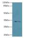 STX19 antibody, LS-C399471, Lifespan Biosciences, Western Blot image 