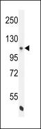 Nitric Oxide Synthase 3 antibody, LS-C167762, Lifespan Biosciences, Western Blot image 