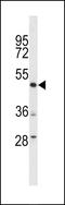 DEK Proto-Oncogene antibody, LS-C167354, Lifespan Biosciences, Western Blot image 