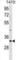 Hepatitis A Virus Cellular Receptor 2 antibody, abx031327, Abbexa, Western Blot image 
