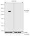 RB Transcriptional Corepressor 1 antibody, 711143, Invitrogen Antibodies, Western Blot image 