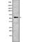 Dentin Matrix Acidic Phosphoprotein 1 antibody, abx149853, Abbexa, Western Blot image 