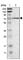 G Protein Signaling Modulator 2 antibody, HPA008408, Atlas Antibodies, Western Blot image 