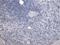 AIF1 antibody, NB100-1028, Novus Biologicals, Immunohistochemistry paraffin image 