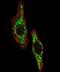 Histone Deacetylase 6 antibody, orb214950, Biorbyt, Immunofluorescence image 