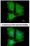 Eukaryotic Translation Initiation Factor 5A2 antibody, PA5-22118, Invitrogen Antibodies, Immunofluorescence image 