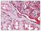Ectodysplasin A2 Receptor antibody, AP07746PU-N, Origene, Immunohistochemistry frozen image 