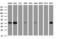 Tubulin Folding Cofactor C antibody, LS-C799768, Lifespan Biosciences, Western Blot image 