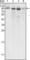 Calnexin antibody, abx011991, Abbexa, Western Blot image 