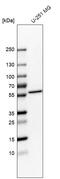 Nucleolar Complex Associated 4 Homolog antibody, HPA053424, Atlas Antibodies, Western Blot image 