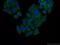 Nudix Hydrolase 12 antibody, 17487-1-AP, Proteintech Group, Immunofluorescence image 