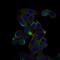 CD59 Molecule (CD59 Blood Group) antibody, NBP2-37436, Novus Biologicals, Immunofluorescence image 