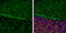 SH3 And Multiple Ankyrin Repeat Domains 3 antibody, GTX133133, GeneTex, Immunohistochemistry frozen image 