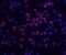 CASP8 And FADD Like Apoptosis Regulator antibody, GTX26144, GeneTex, Immunocytochemistry image 