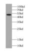 Septin 14 antibody, FNab07720, FineTest, Western Blot image 