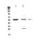 Pyruvate Dehydrogenase Kinase 1 antibody, A01268-1, Boster Biological Technology, Western Blot image 