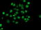 Nucleotide Binding Protein Like antibody, M10634, Boster Biological Technology, Immunofluorescence image 