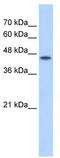 Protein O-Fucosyltransferase 2 antibody, TA338933, Origene, Western Blot image 