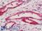 Tissue Factor Pathway Inhibitor antibody, LS-B12668, Lifespan Biosciences, Immunohistochemistry paraffin image 
