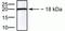 Small Ubiquitin Like Modifier 3 antibody, 40-1900, Invitrogen Antibodies, Western Blot image 