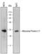 Ribosomal Protein L17 antibody, MAB7158, R&D Systems, Western Blot image 