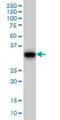 Growth Arrest Specific 2 antibody, H00002620-M01, Novus Biologicals, Western Blot image 