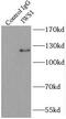 Interacts With SUPT6H, CTD Assembly Factor 1 antibody, FNab04429, FineTest, Immunoprecipitation image 