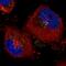 VPS26, Retromer Complex Component A antibody, NBP2-36754, Novus Biologicals, Immunofluorescence image 